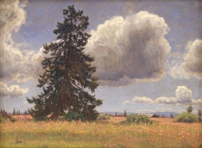 Spruce Tree in a Summer Pasture. Norway
