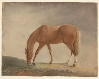 Standing Brown Horse