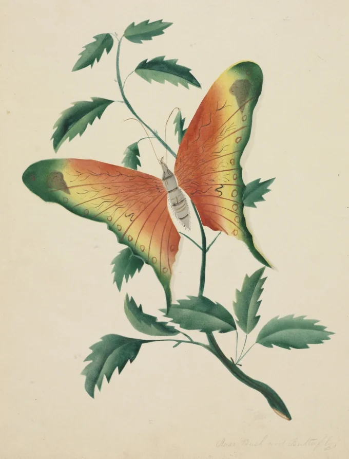 Rose Bush and Butterfly