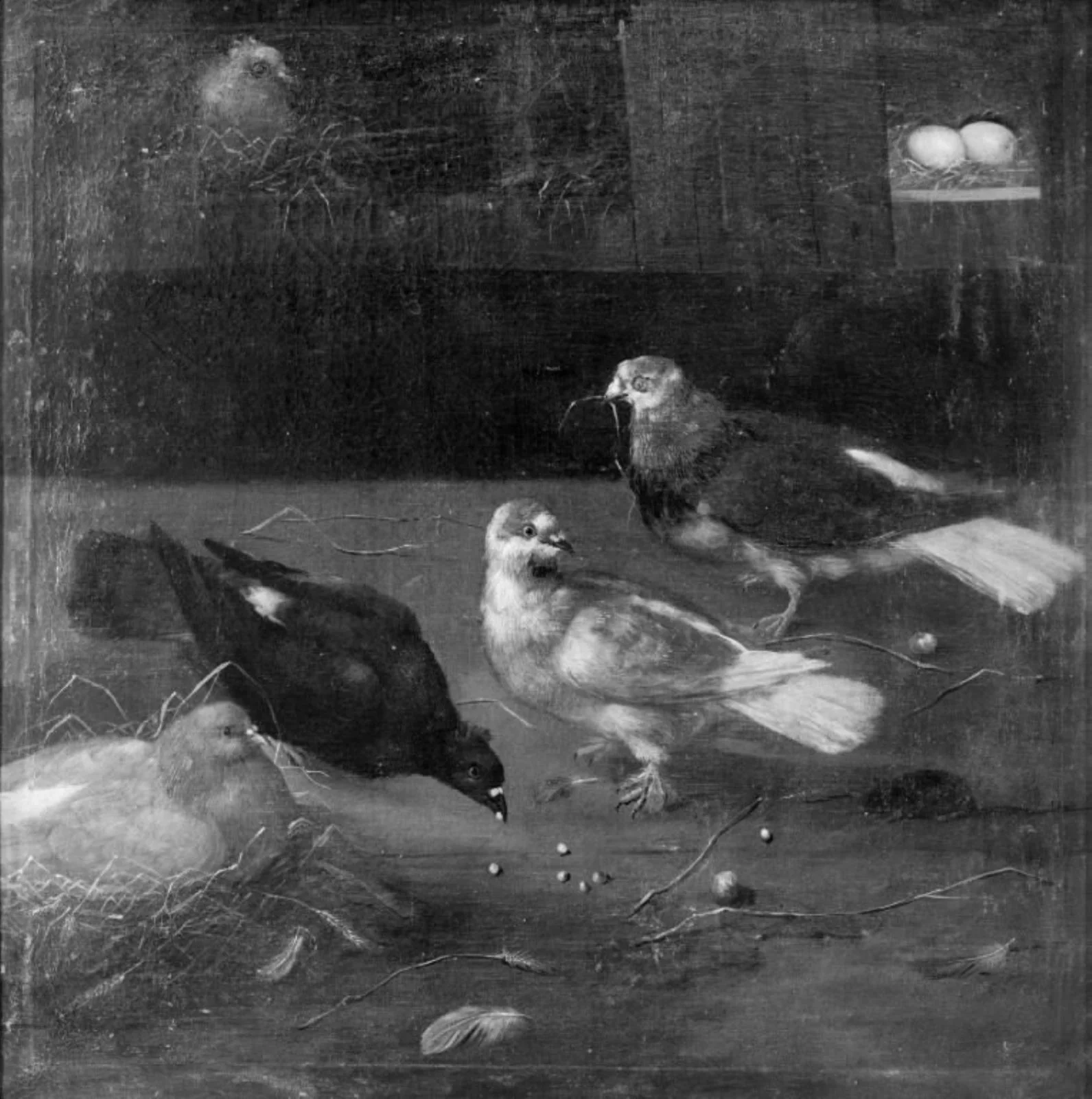Pigeons
