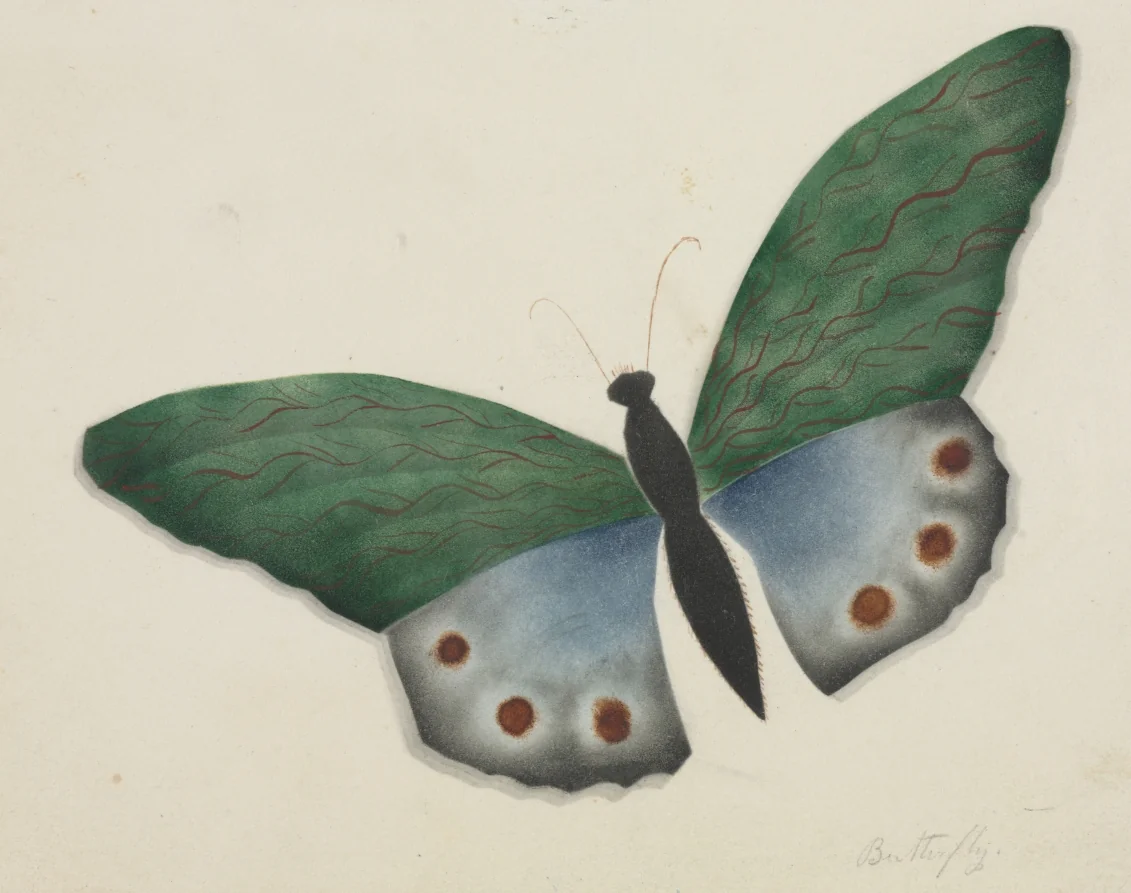 Butterfly