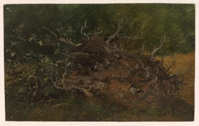 Study of a Tree Stump