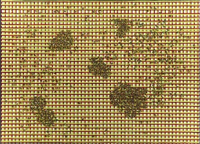 A Swarm of Bees on a Chequered Background
