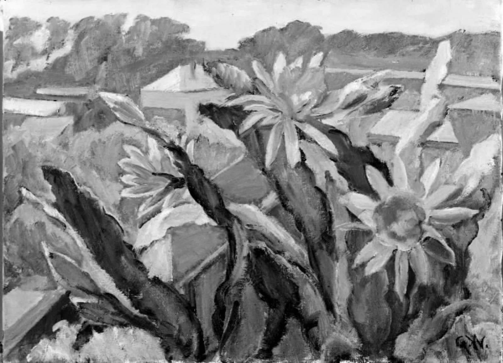Cactus