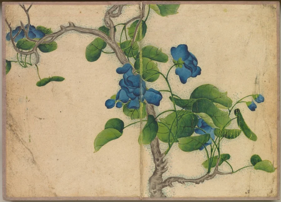 Desk Album: Flower and Bird Paintings (Climbing Blue Flowers)