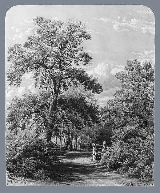 The Grandmother Tree, near Middletown, Long Island