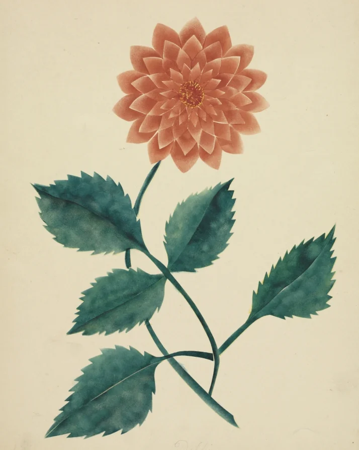 Dahlia