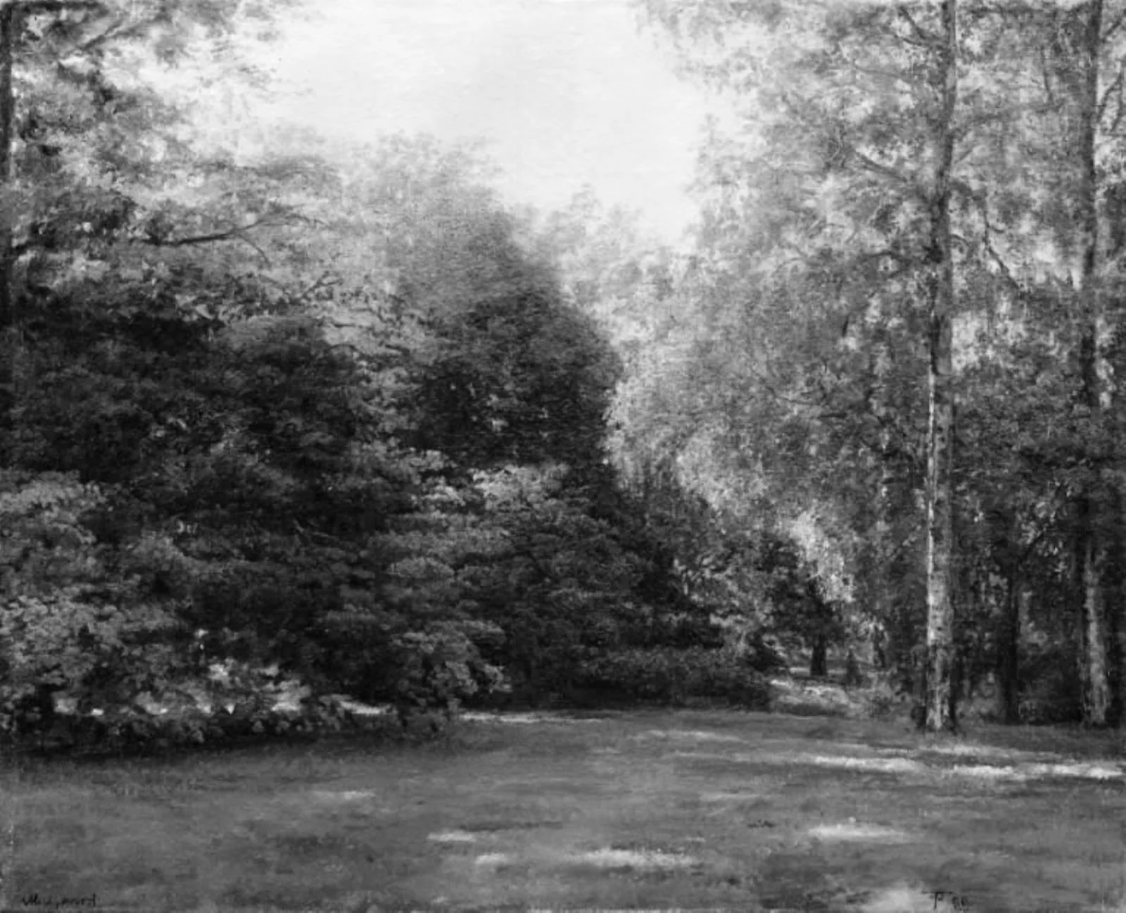 Park with Tall Trees