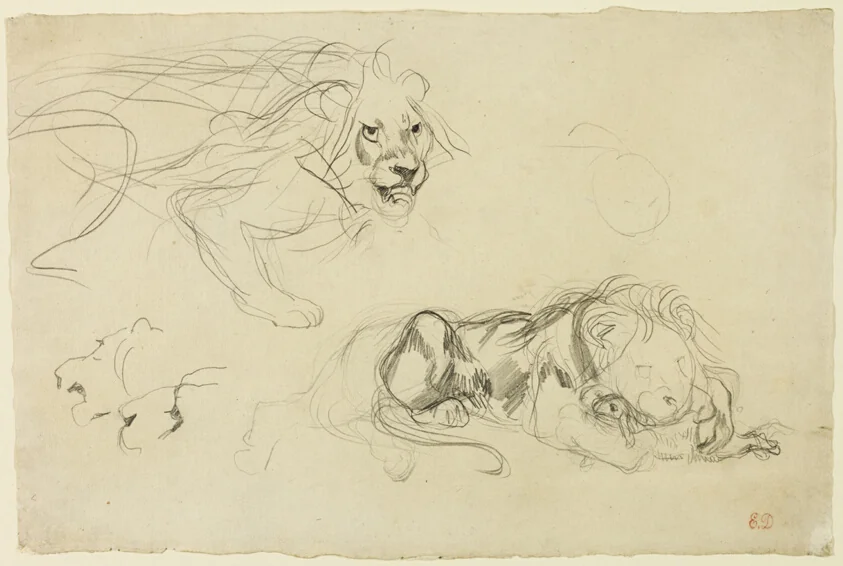 Studies of Lions