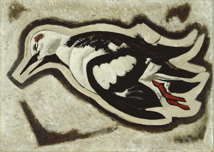 Portrait of a Sea Dove—Dead