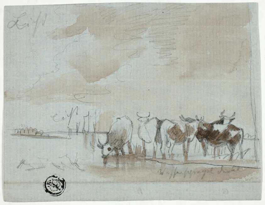 Cattle in Water