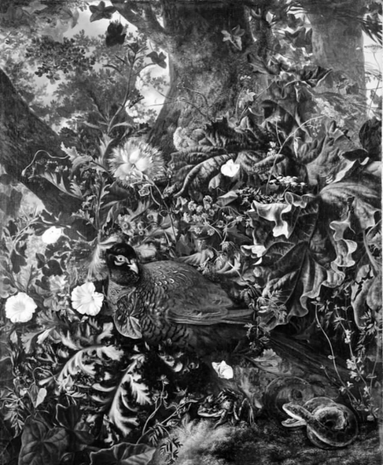 A Brooding Pheasant