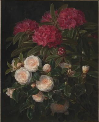 Kamelier og rhododendron