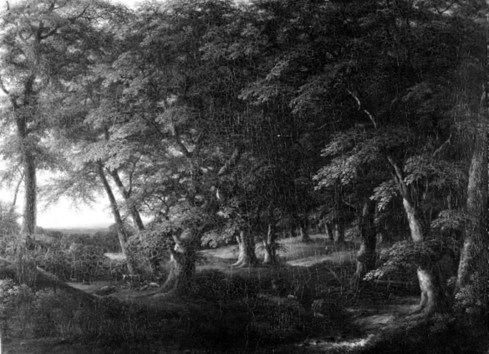 Woodland Scene from Southern Sweden