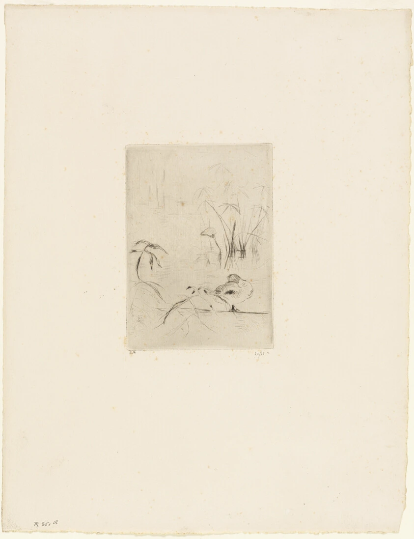 The Duck