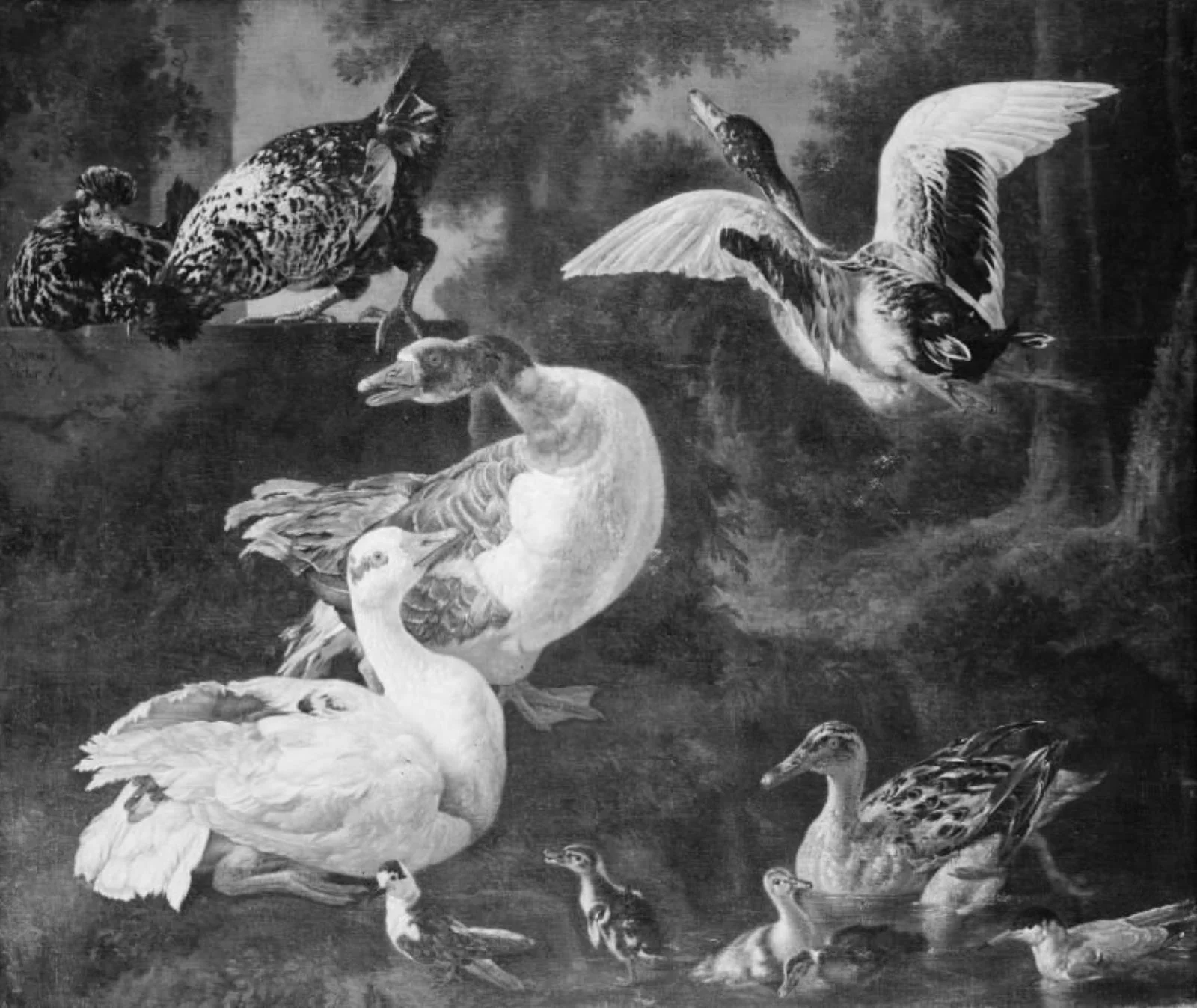 Poultry